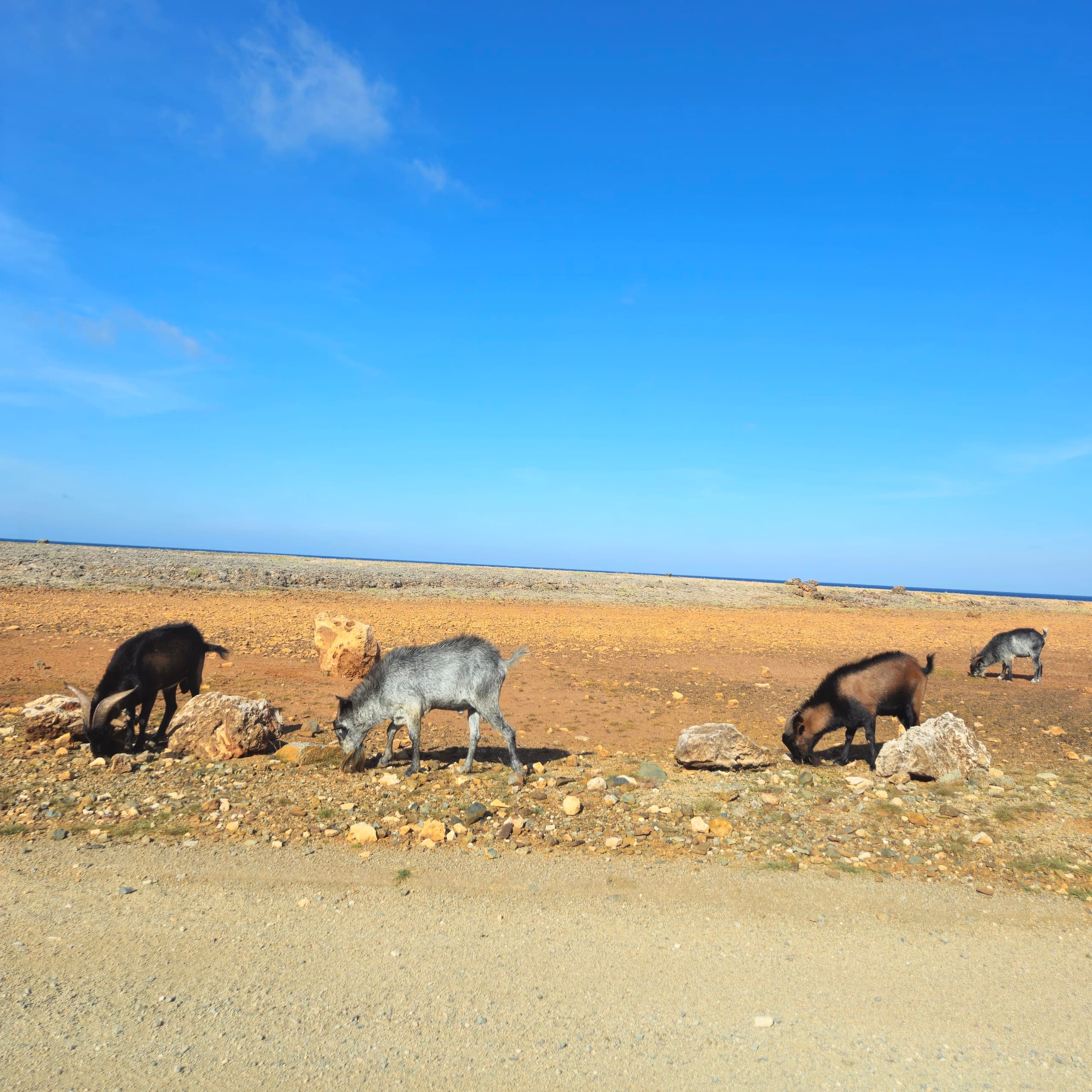 Aruba Wild Donkeys