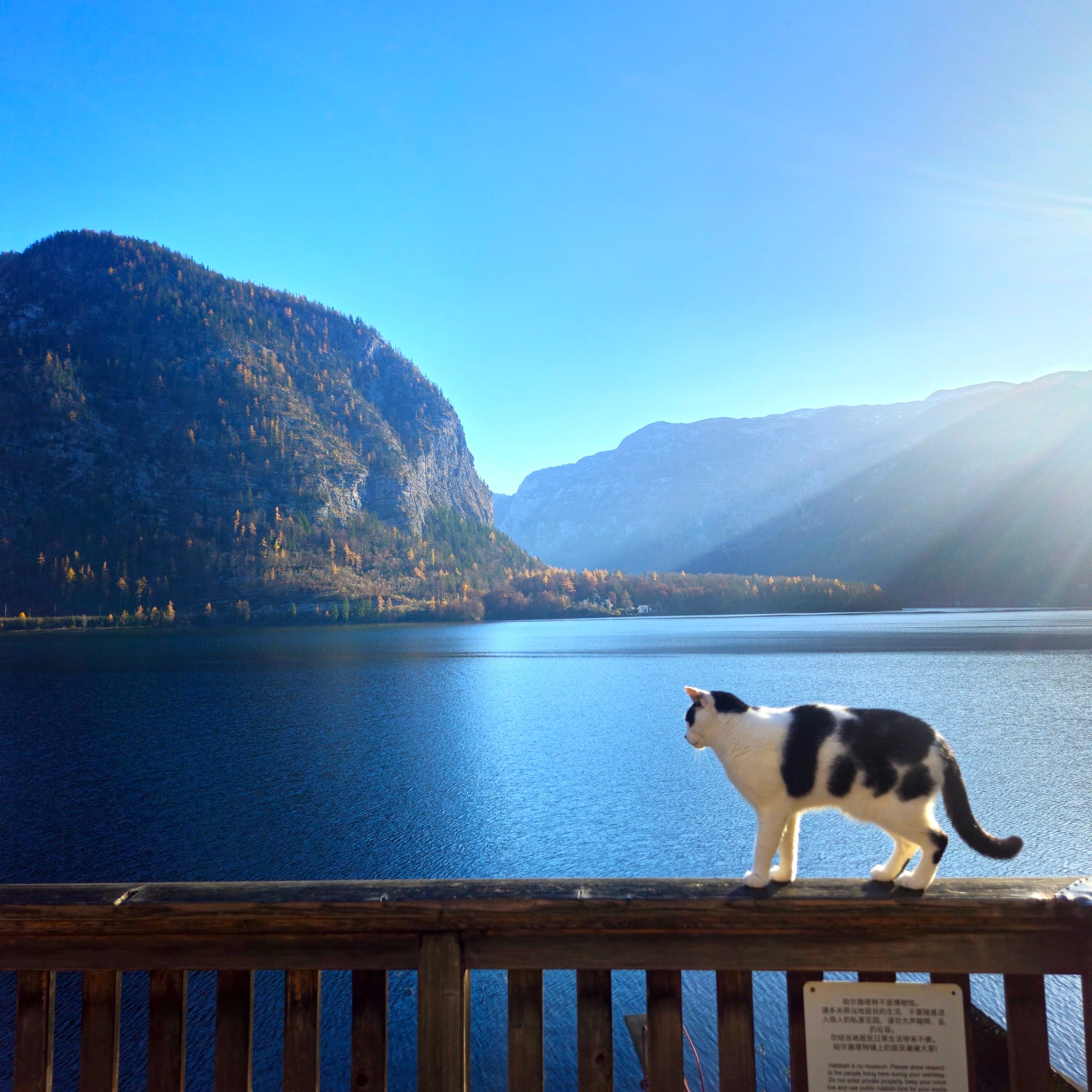 Austria Hallstatt Lookout Cat