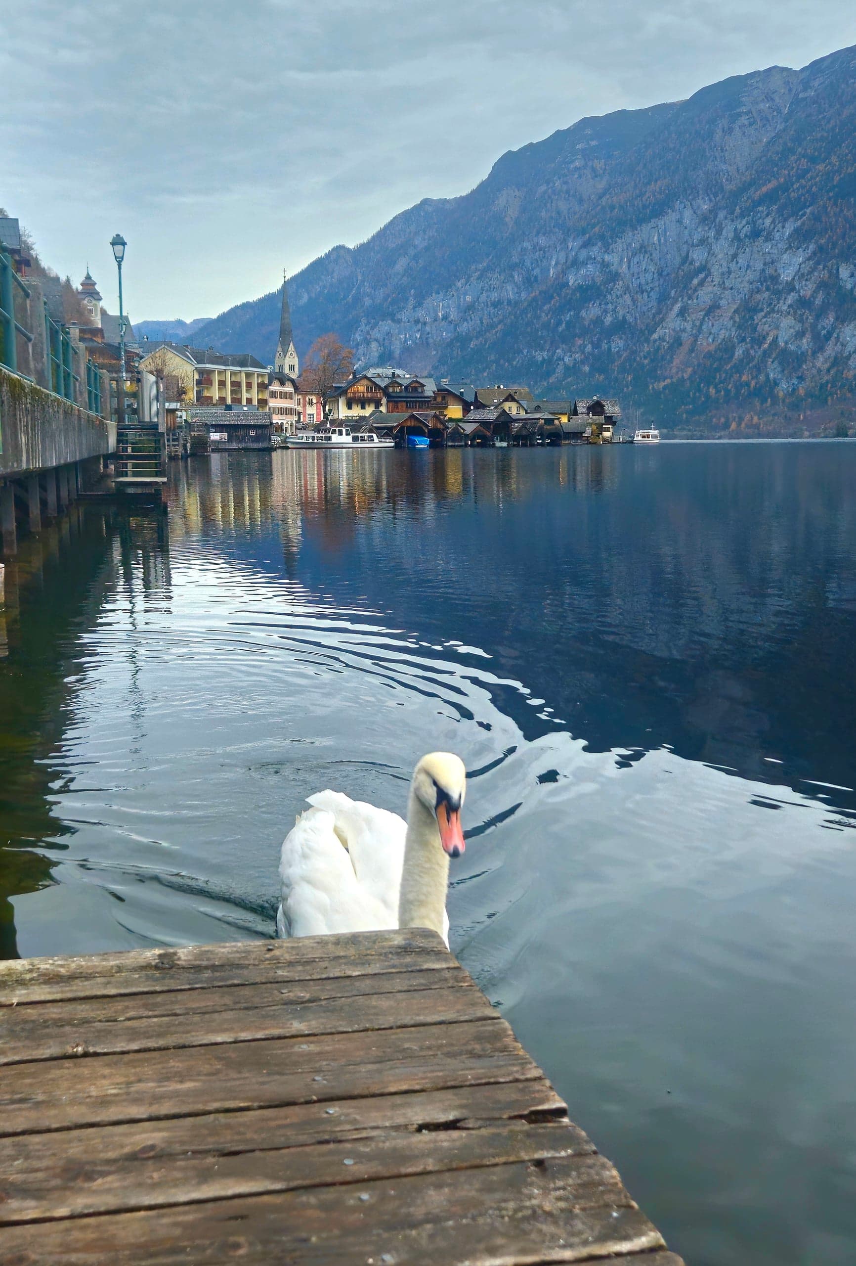 Austria Hallstatt Swan