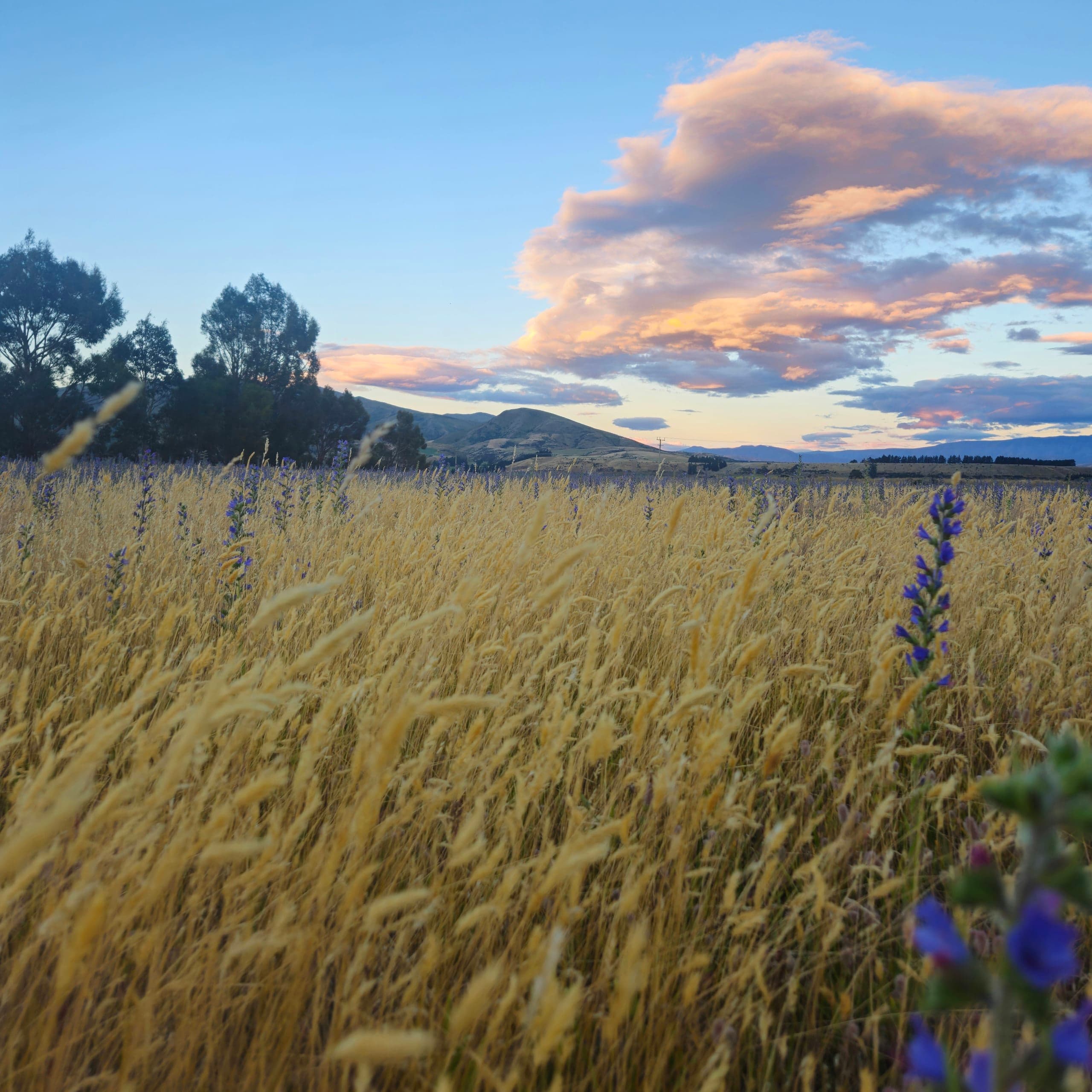 New Zealand Golden Field Sunset