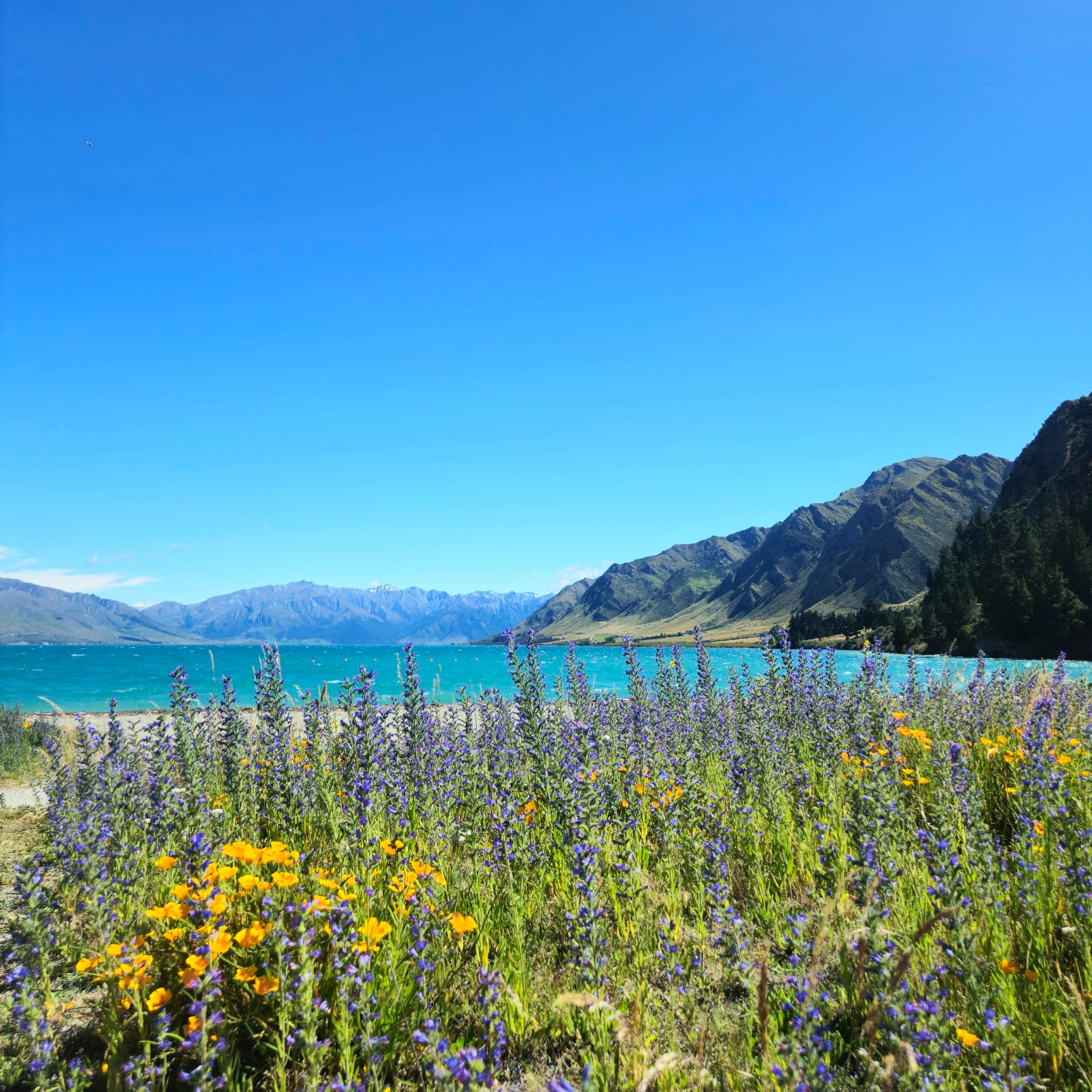New Zealand Lake