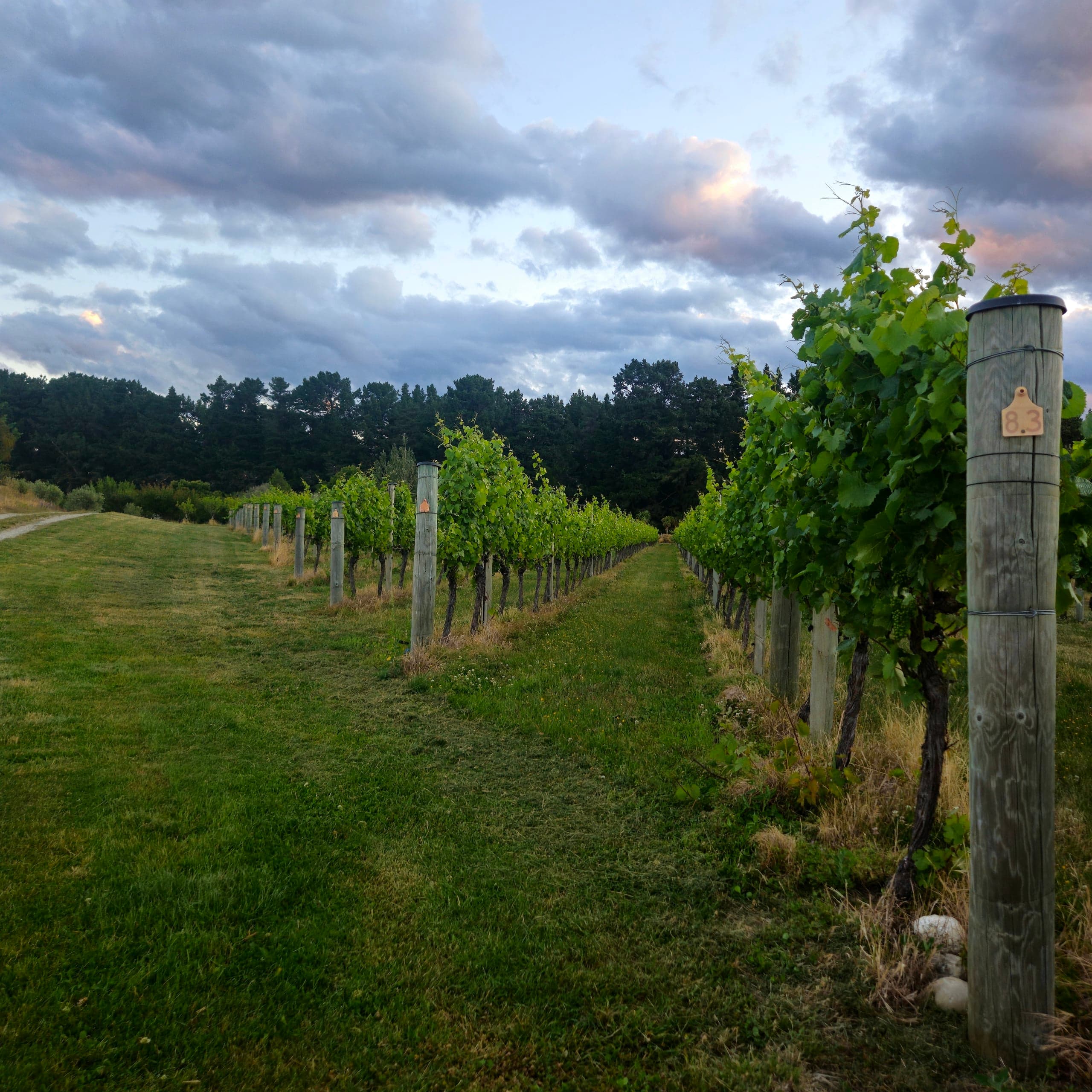 New Zealand Vineyard Sunset