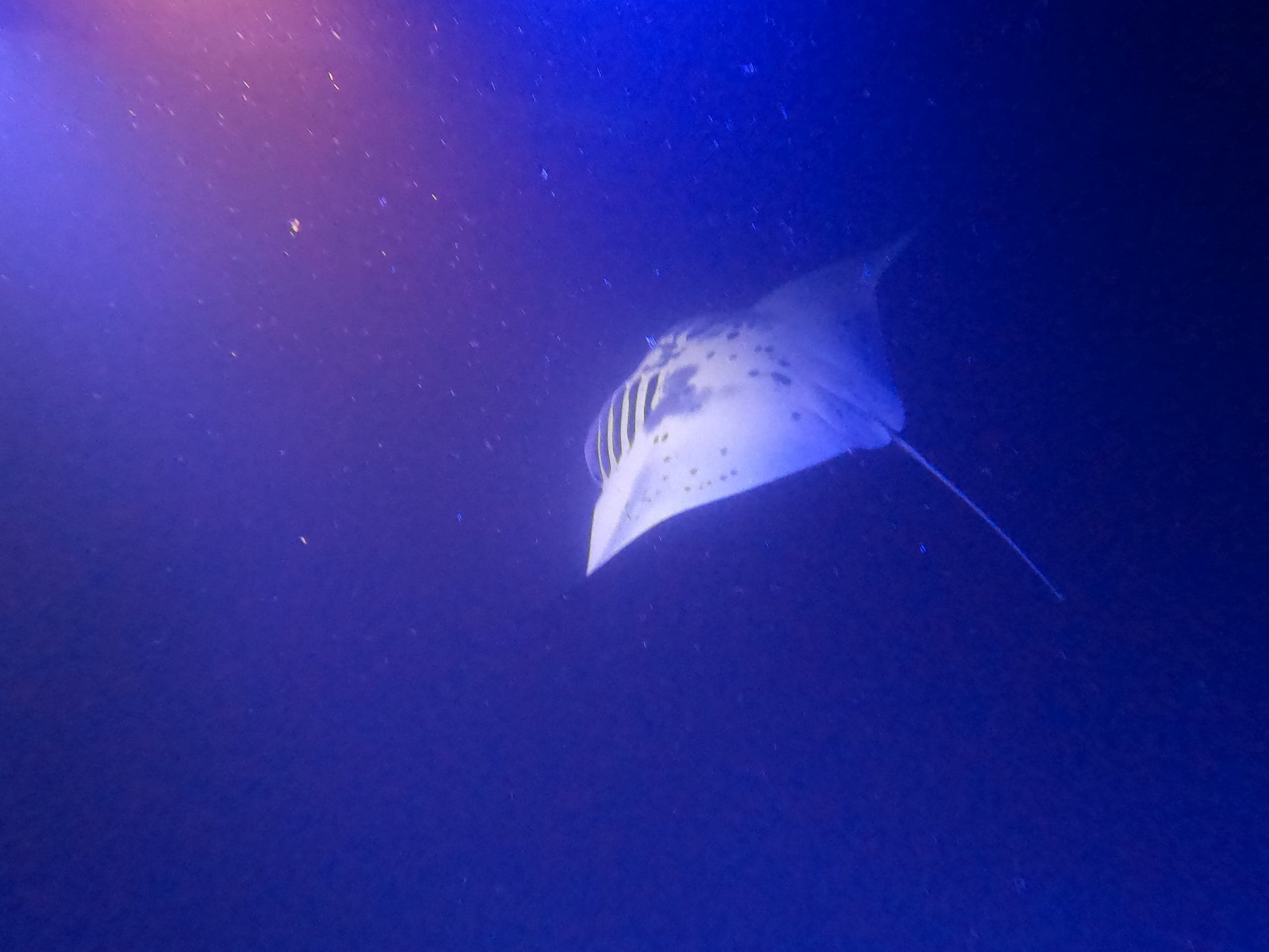 USA Hawaii Manta Ray Dive